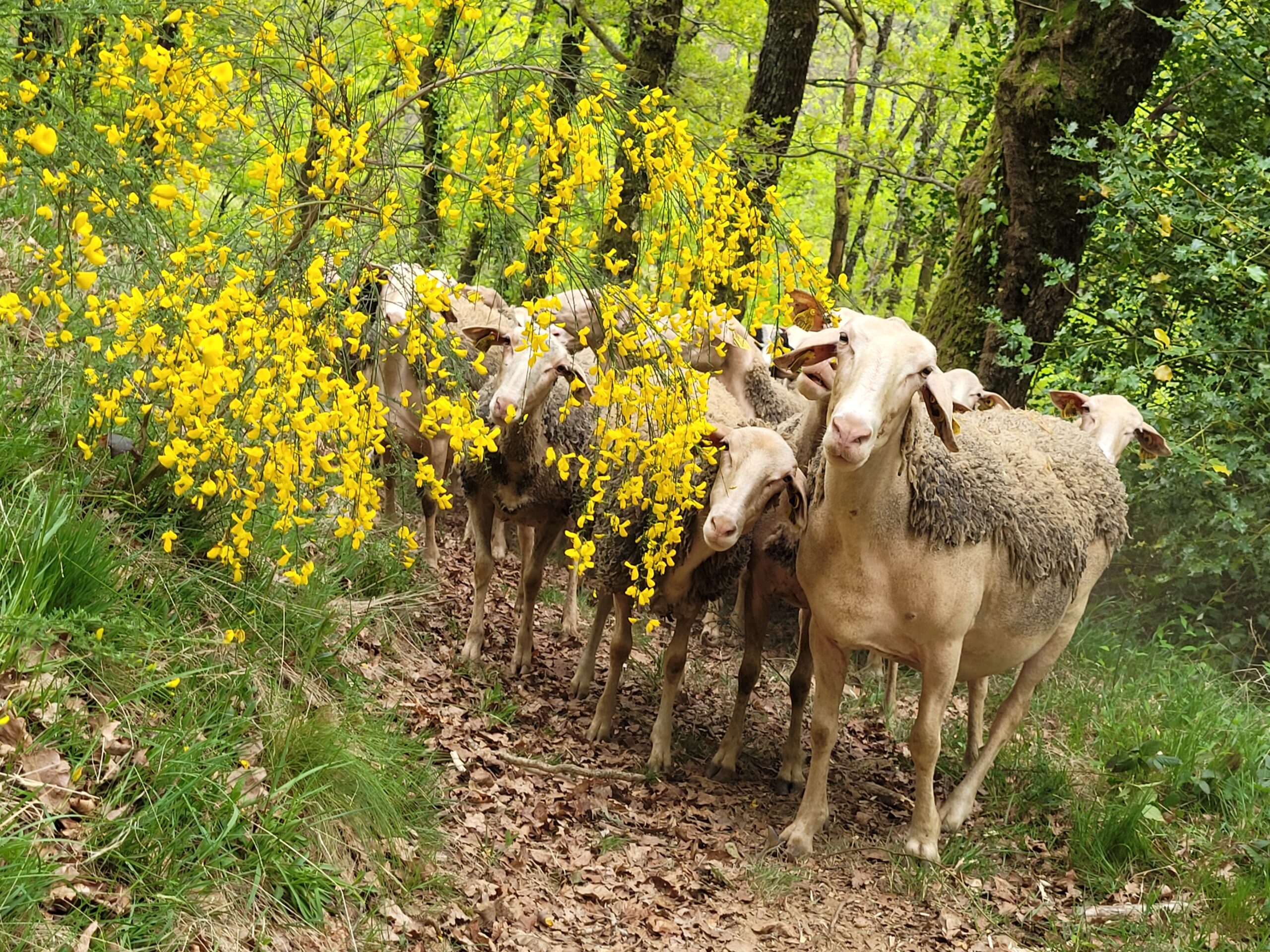 9ème - Randonnée en forêt